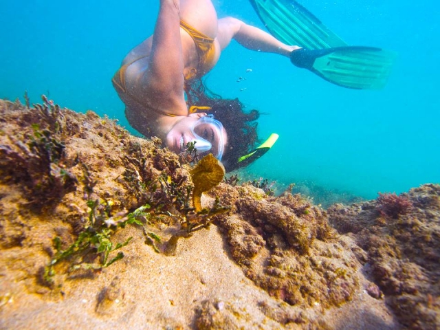  在珊瑚礁中浮潜 